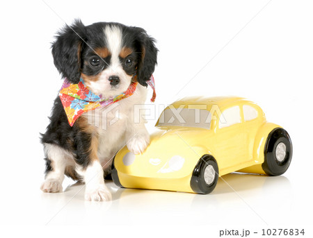 travelling with puppy travelling with puppy 10276834