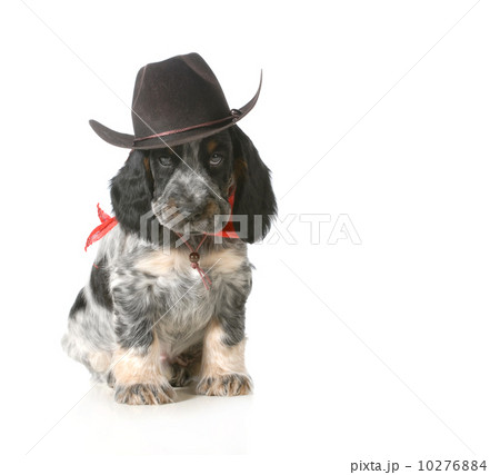 country dog 10276884