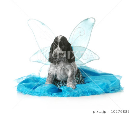 angel puppy 10276885
