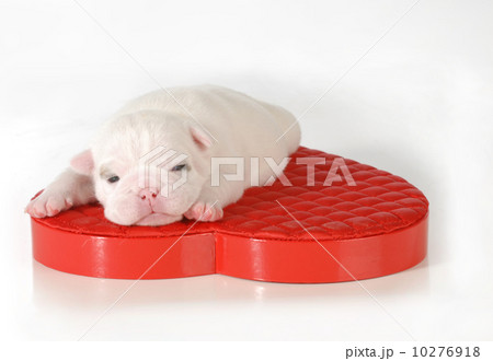 newborn puppy 10276918