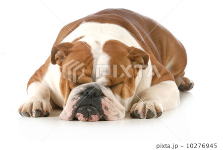 sleeping dog sleeping dog 10276945