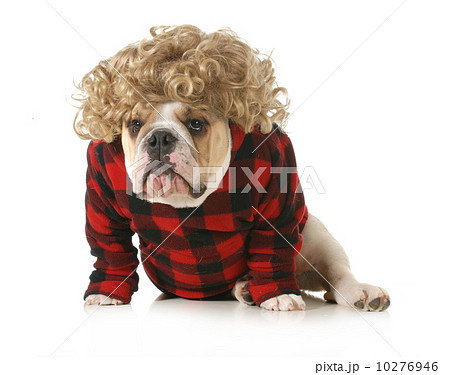 redneck dog 10276946