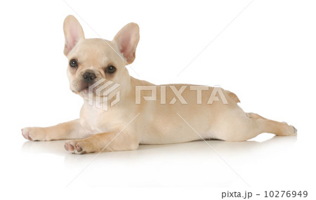 french bulldog puppy 10276949