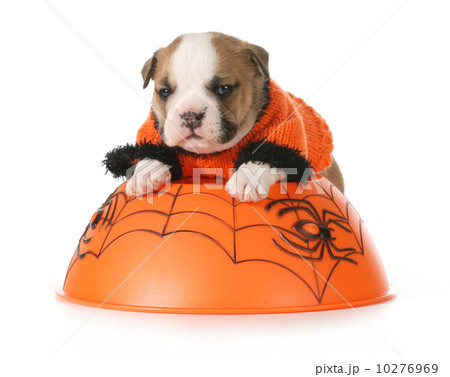 halloween puppy 10276969
