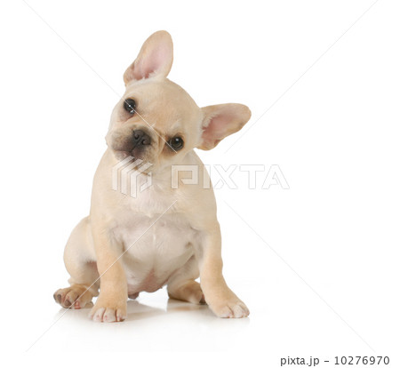 curious puppy curious puppy 10276970