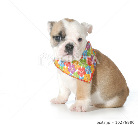 cute puppy 10276980