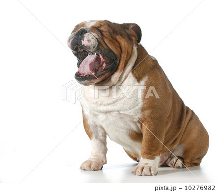 dog yawning 10276982
