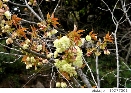 ウコンザクラ ウコンザクラ 10277001
