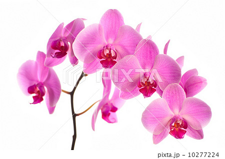 Pink orchid 10277224