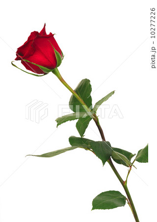 Single red rose on a white background 10277226