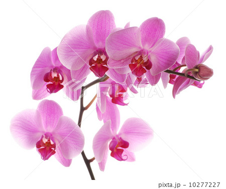 Pink orchid 10277227
