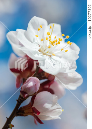 White flowers close-up photo White flowers close-up photo 10277302