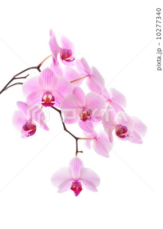Pink orchid 10277340