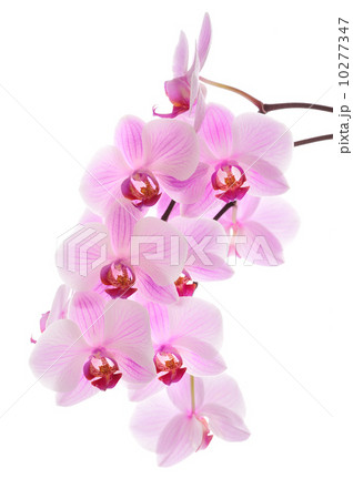 Pink orchid 10277347