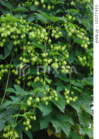 Hope cones Hope cones 10277433