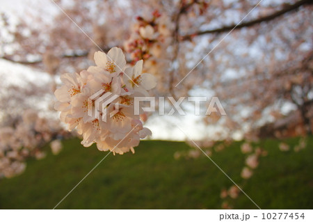桜 桜 10277454