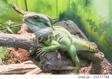 インドシナウォータードラゴンの写真素材