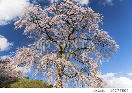 さくら さくら 10277802