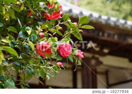 百毫寺の椿 百毫寺の椿 10277936