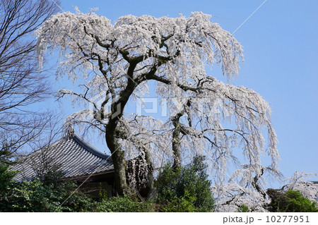 有馬善福寺 しだれ桜 有馬善福寺 しだれ桜 10277951