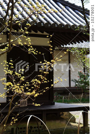 百毫寺のサンシュウの花 百毫寺のサンシュウの花 10278001