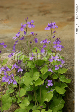 ハナダイコン ハナダイコン 10278002