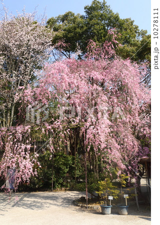 京都 上賀茂神社 みあれ桜 京都 上賀茂神社 みあれ桜 10278111