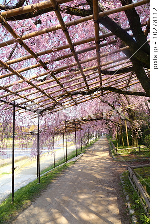 京都 半木の道の紅枝垂れ桜 京都 半木の道の紅枝垂れ桜 10278112