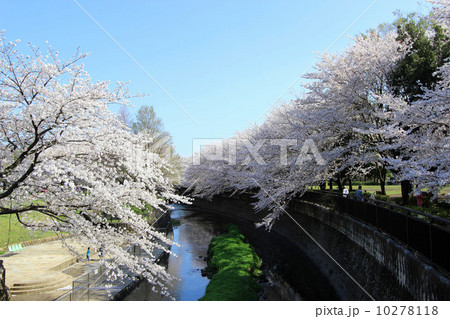 仙川の桜 10278118