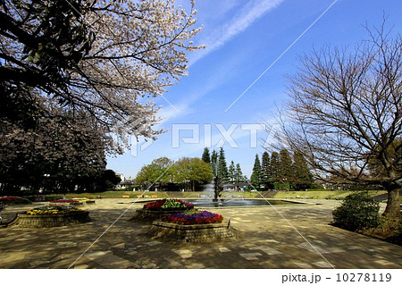 世田谷公園の桜の写真素材