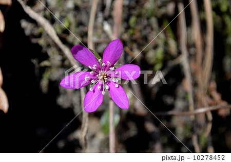 ユキワリソウ 10278452