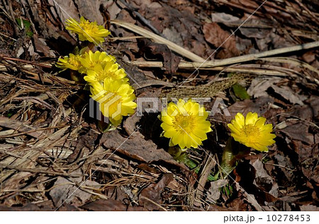 フクジュソウ 10278453