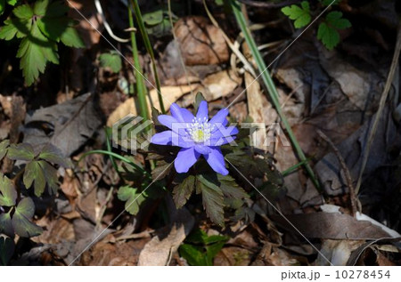 キクザキイチゲ 10278454