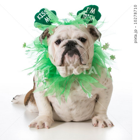 St. Patricks Day dog St. Patricks Day dog 10278710