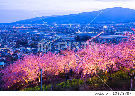 夜桜の丘 10278787