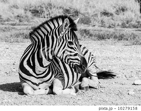 Lying zebra 10279158