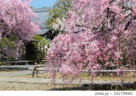 京都 上品蓮台寺の桜 京都 上品蓮台寺の桜 10279660