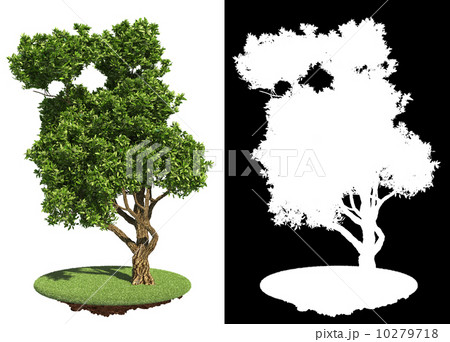 Green Tree Isolated on White Background. 10279718