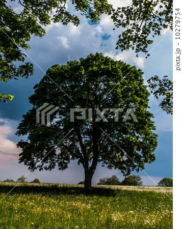 Big tree in summer time 10279754