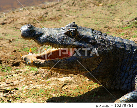 Aligator Aligator 10279761