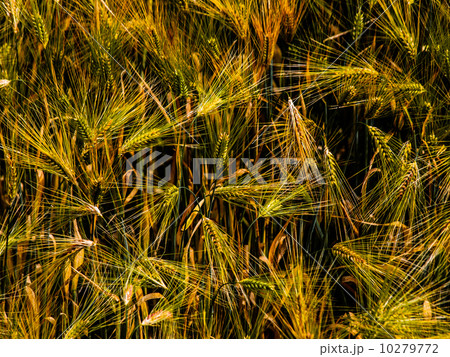 Golden grain Golden grain 10279772