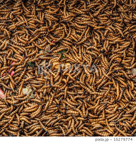 Worms in animal market Worms in animal market 10279774