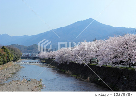 京都　高野川の桜並木と比叡山 10279787