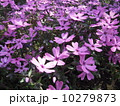 芝桜 10279873