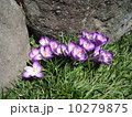 クロッカス 10279875