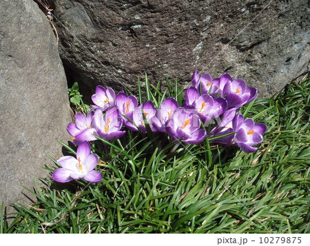 クロッカス 10279875