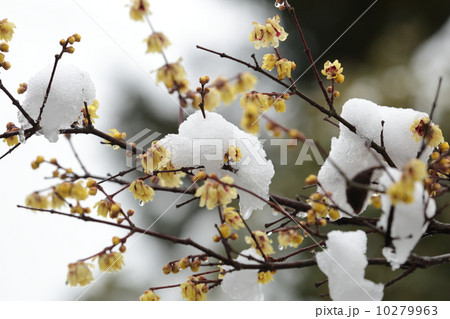 蝋梅と雪 その2 蝋梅と雪 その2 10279963