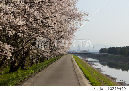 北部公園の桜 10279969