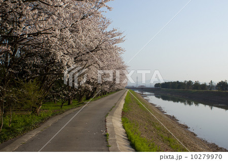 北部公園の桜 10279970