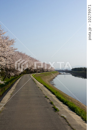 北部公園の桜 北部公園の桜 10279971